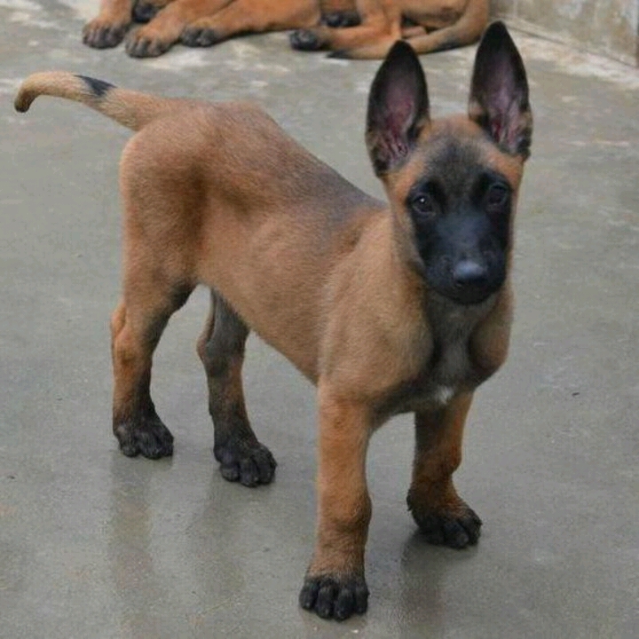 马犬 纯种马犬幼犬 马犬宠物狗图片