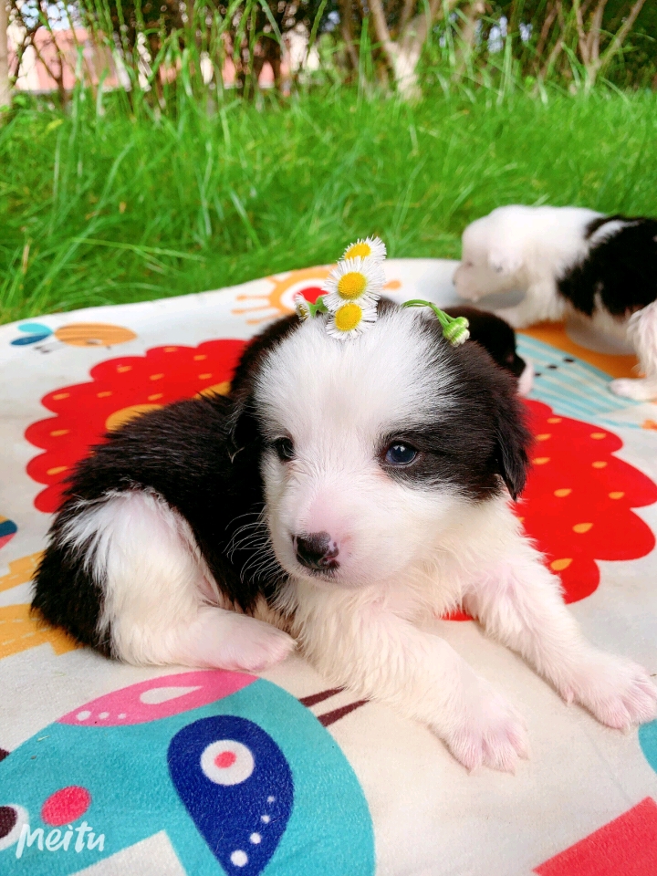 柯基 柯基幼犬纯种狗小短腿狗 宠物狗供应图片