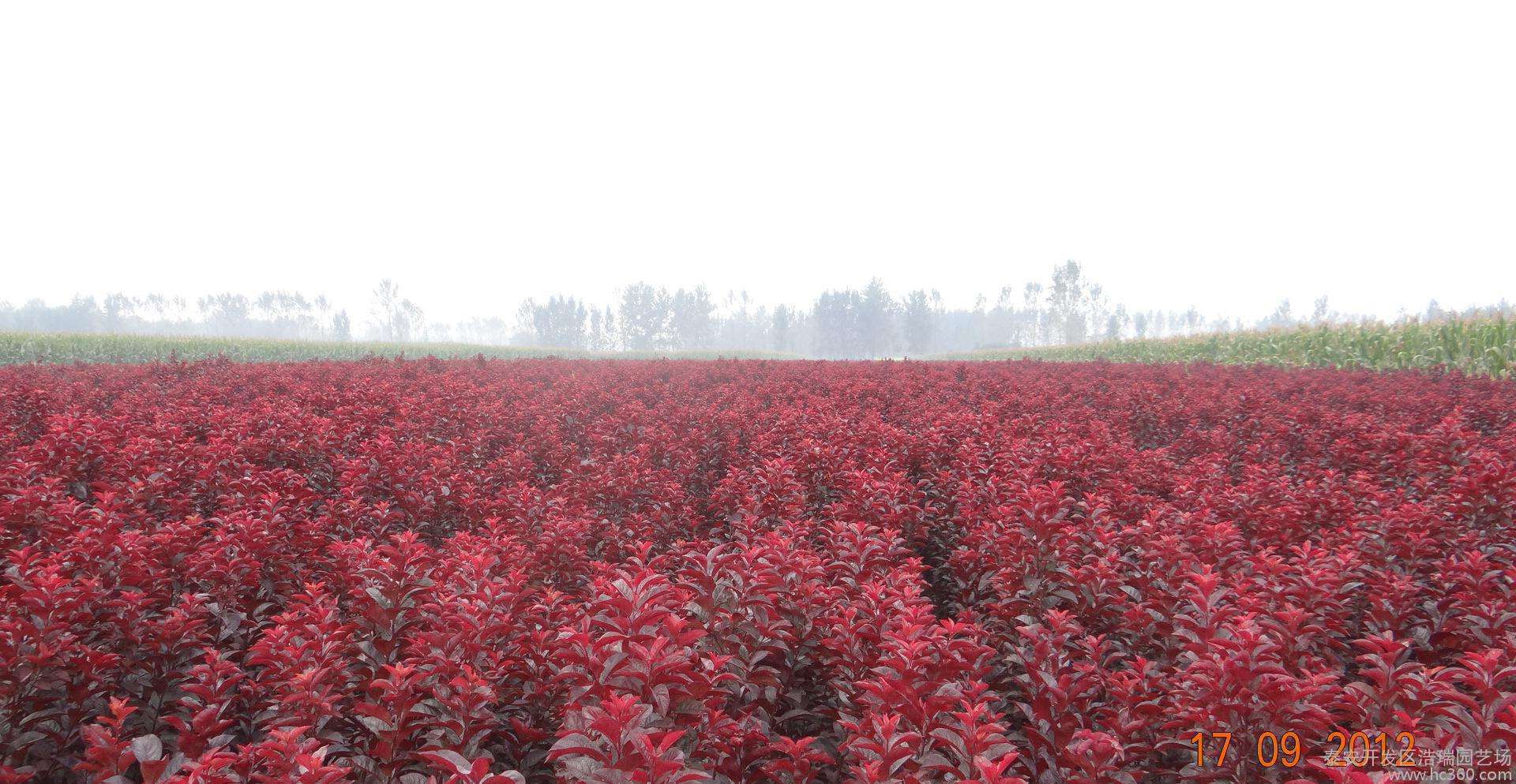 天津紫叶矮婴种植基地图片