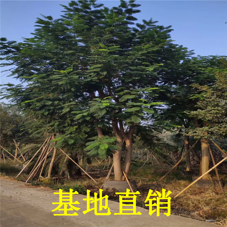 福建凤凰木 凤凰木地苗价格 凤凰木产地批发