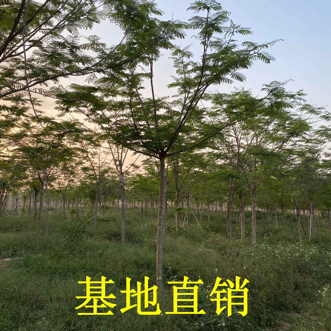 凤凰木产地凤凰木 凤凰木产地  福建凤凰木大量种植 承接各种绿化工程订单