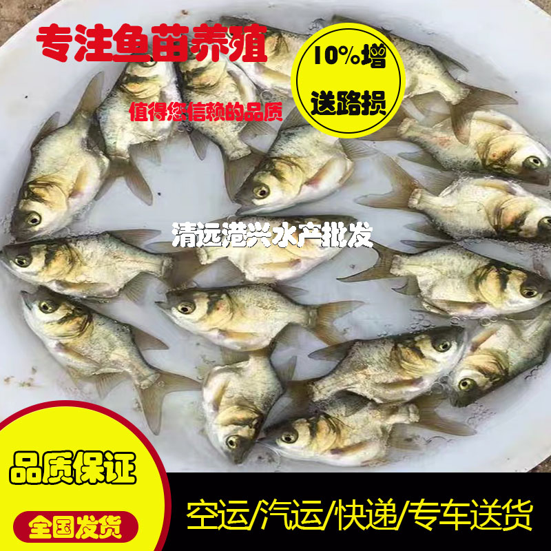 缩骨大头鱼图片