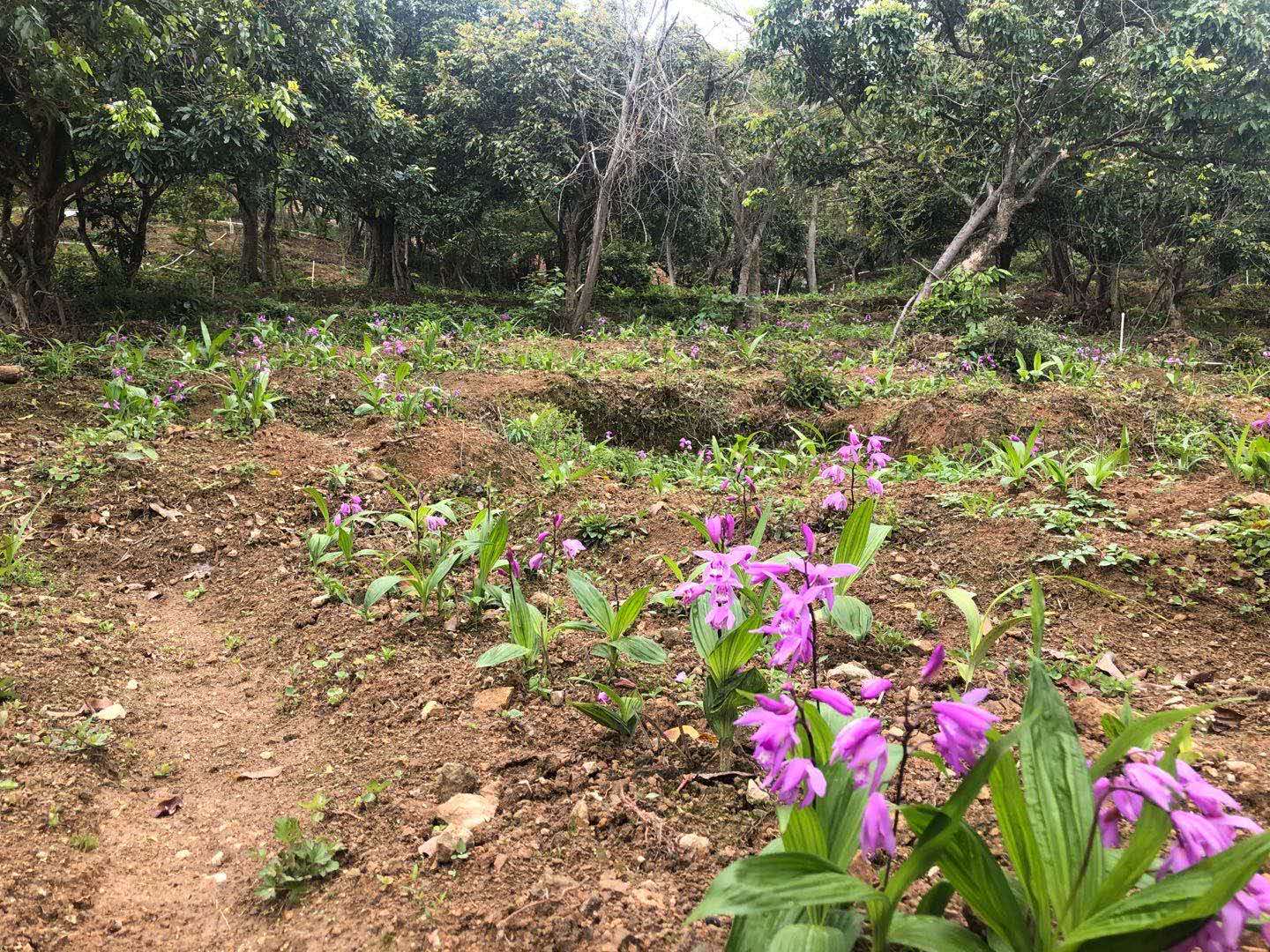 泉州市白芨厂家白芨种植基地白芨种苗出售