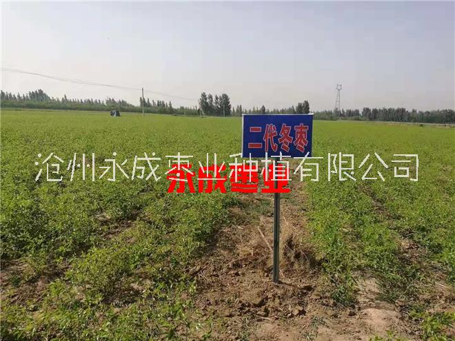 出售南方冬棗苗100萬株圖片