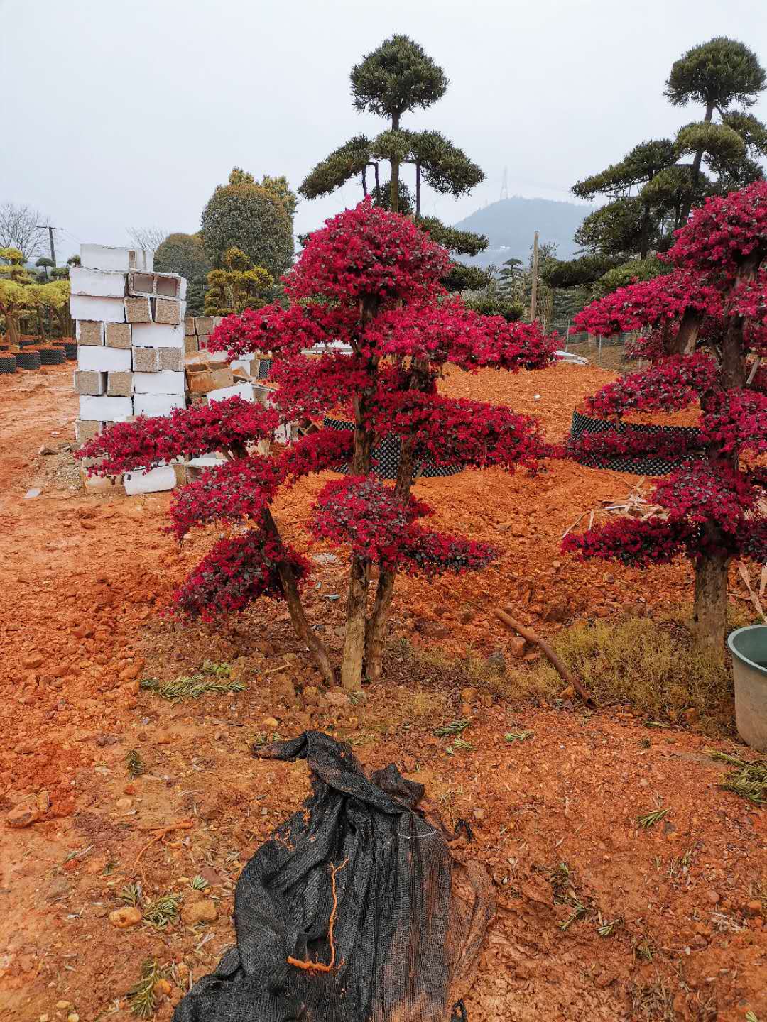 长沙市雨花区艺彩苗圃