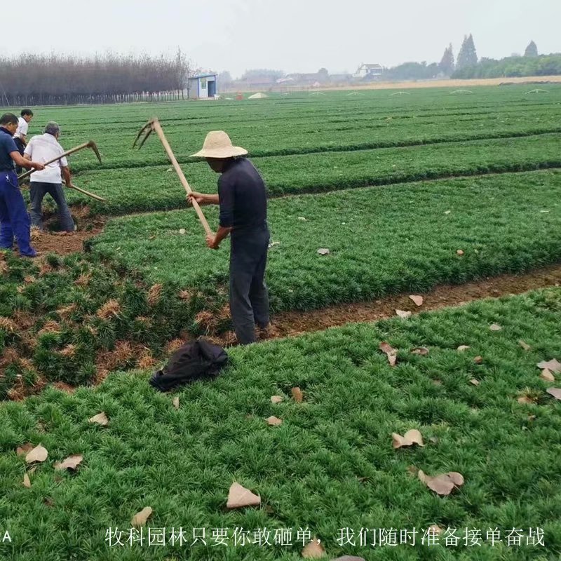 中山玉龙草批发 玉龙草批发 深圳玉龙草批发