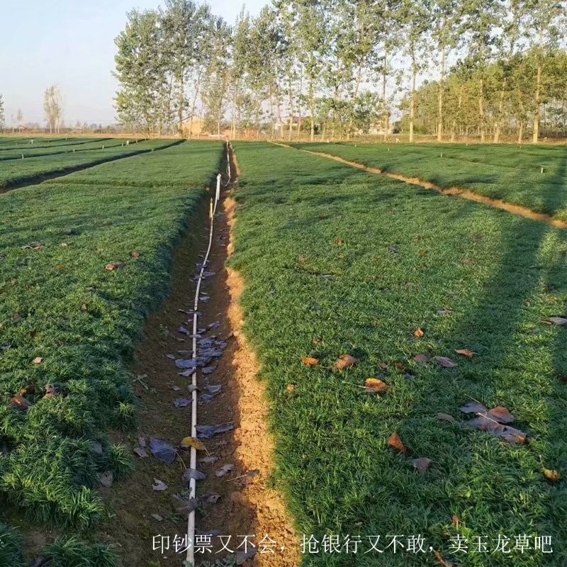 玉龙草 玉龙草价格 玉龙草批发