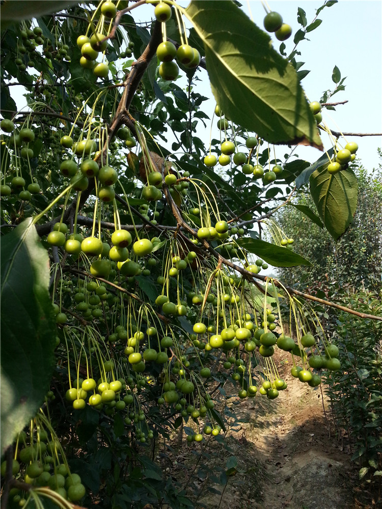 甜茶种子平邑甜茶种子价格 平邑甜茶种子批发 平邑甜茶种子产地直销 嫁接苹果 海棠沾木 沂蒙垂丝海棠 产地直销