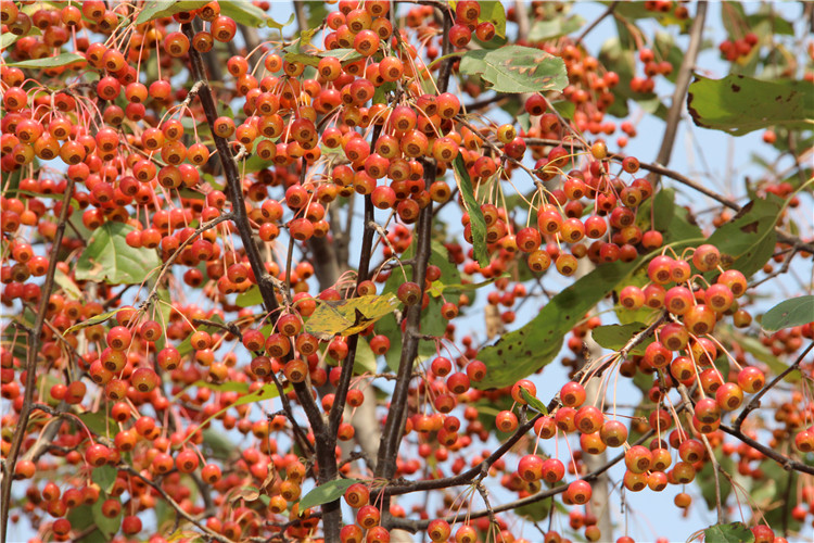 临沂市甜茶种子厂家平邑甜茶种子价格 平邑甜茶种子批发 平邑甜茶种子产地直销 嫁接苹果 海棠沾木 沂蒙垂丝海棠 产地直销