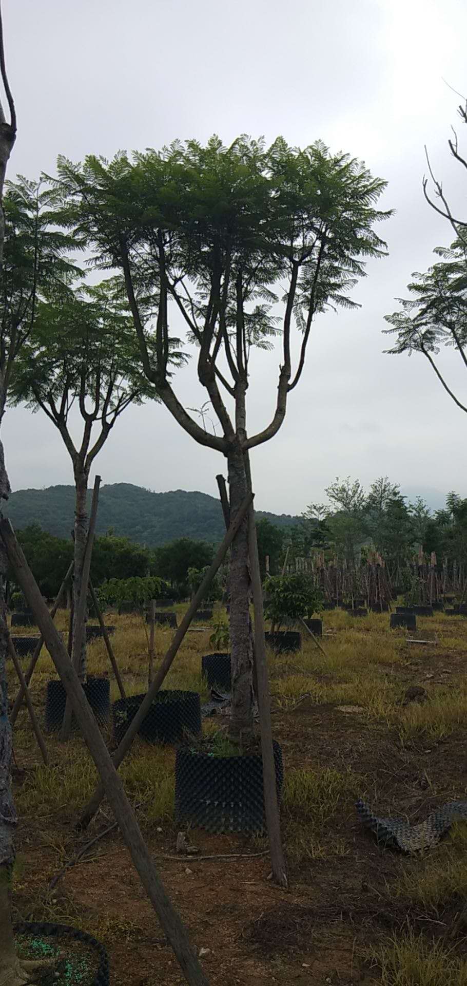 福建蓝花楹种植基地，树苗出售，销售电话17720912047图片