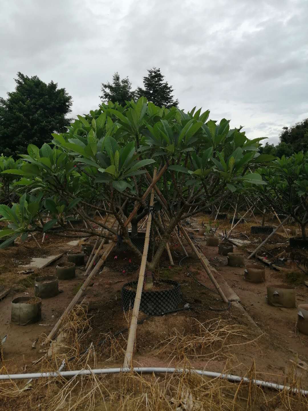 广东绿化苗精品鸡蛋花树供应~红鸡蛋花树~各规格鸡蛋花基地直销【17720912047】图片