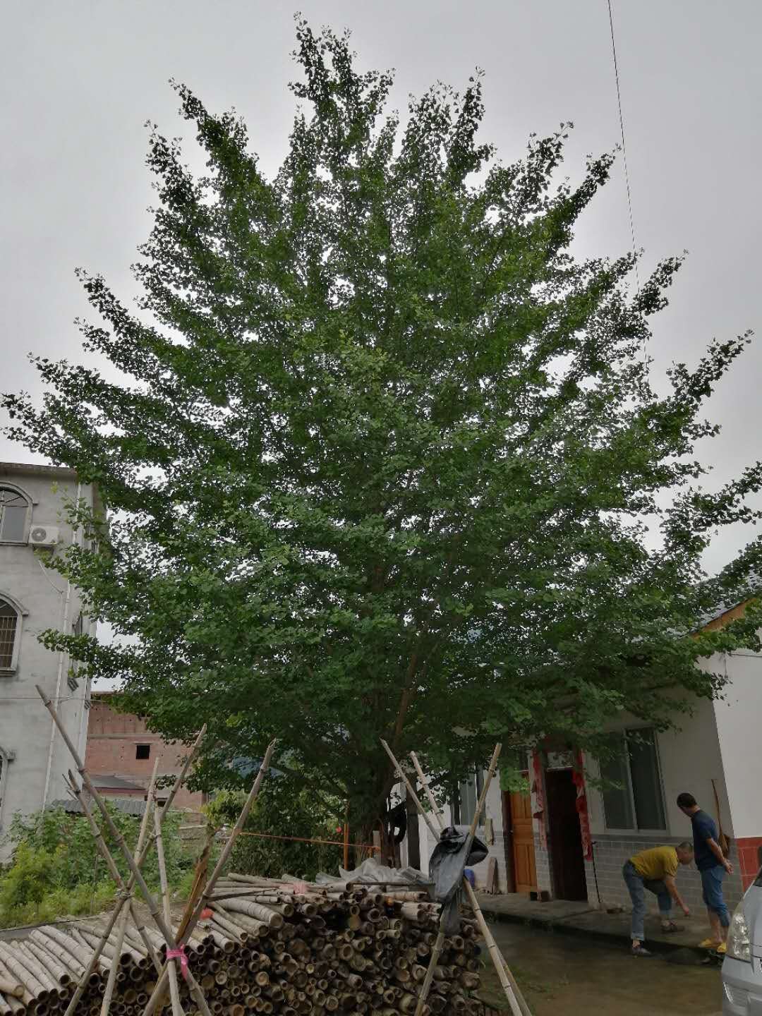 银杏树种植基地-批发-价格-供应商 上海银杏树 银杏树基地图片