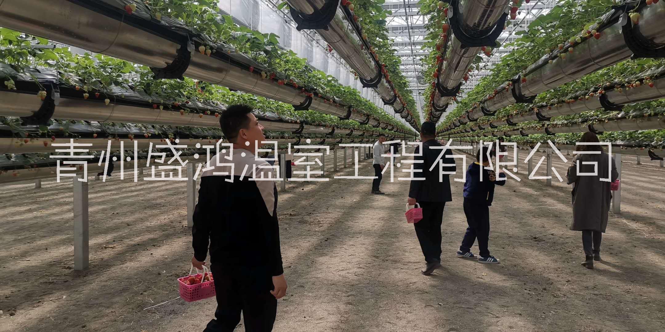 温室建设过程中跨度的影响是非常重要图片