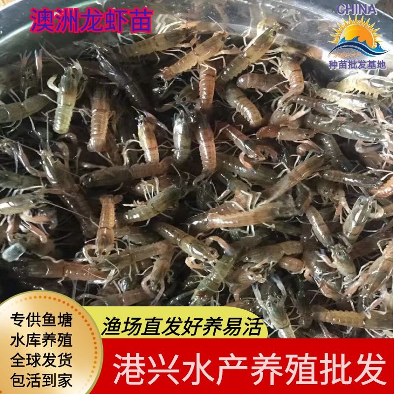 大型养殖澳洲龙虾苗 活体苗种 龙虾苗  广东销量过百 全程提供养殖技术图片