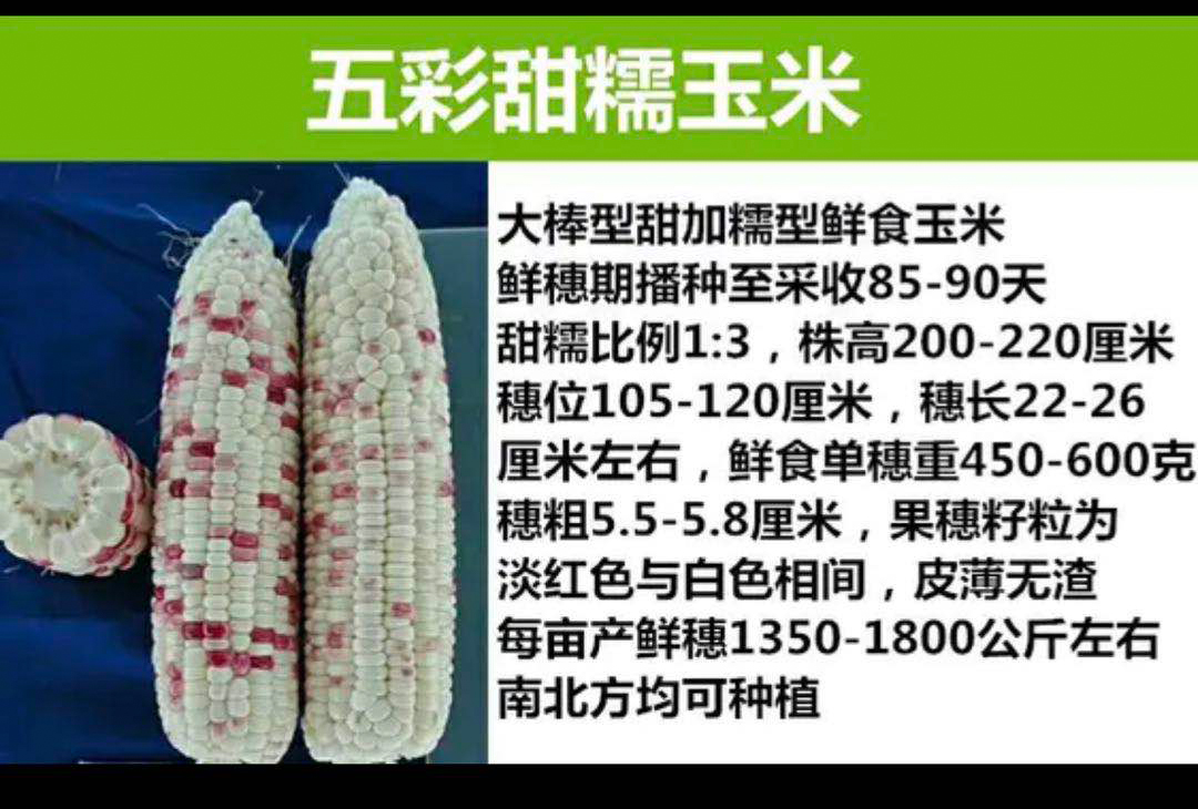 彩甜糯6号种子培育基地、价格、批发【酒泉绿象农业服务有限责任公司】