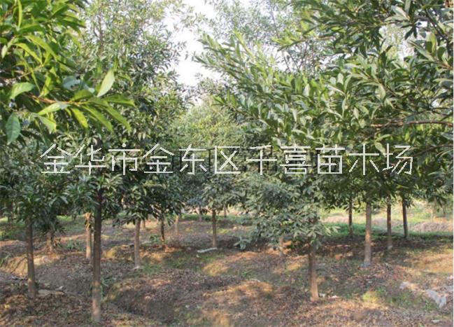 杜英圖片/杜英樣板圖 (1)