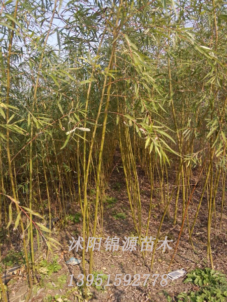 垂柳價(jià)格 垂柳樹(shù) 垂柳米徑5-20公分 直銷(xiāo)垂柳樹(shù)苗