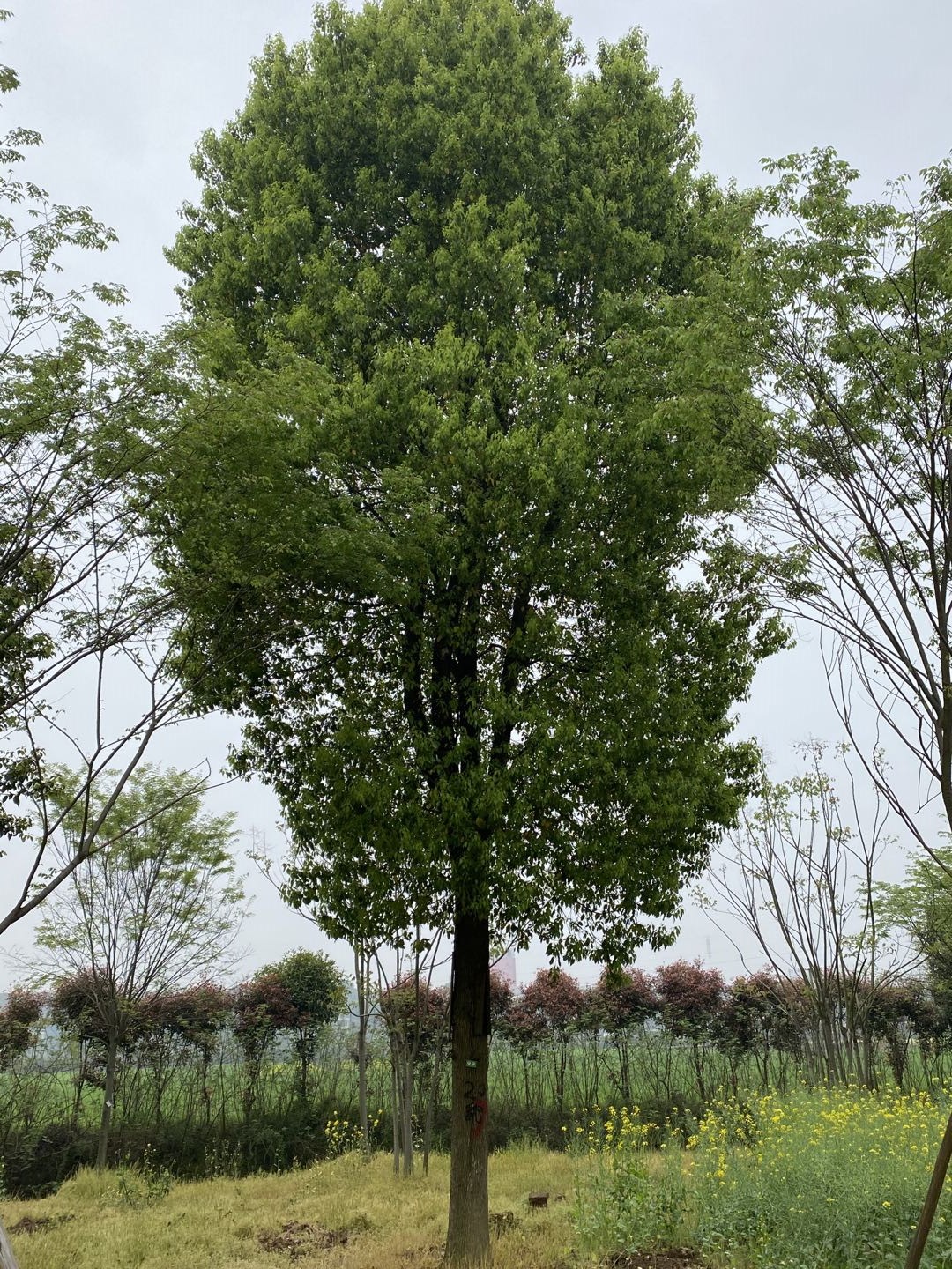 益阳市湖南切杆移植香樟厂家湖南切杆移植香樟报价、一棵多少钱、找哪家、销售【益阳市赫山区春华种植专业合作社】