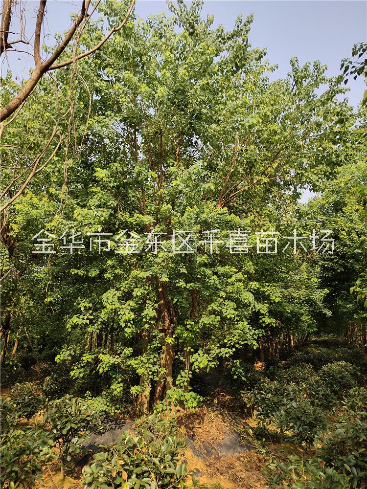 烏桕圖片/烏桕樣板圖 (2)