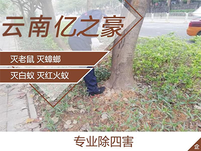 昆明市昆明灭鼠公司厂家昆明灭鼠公司