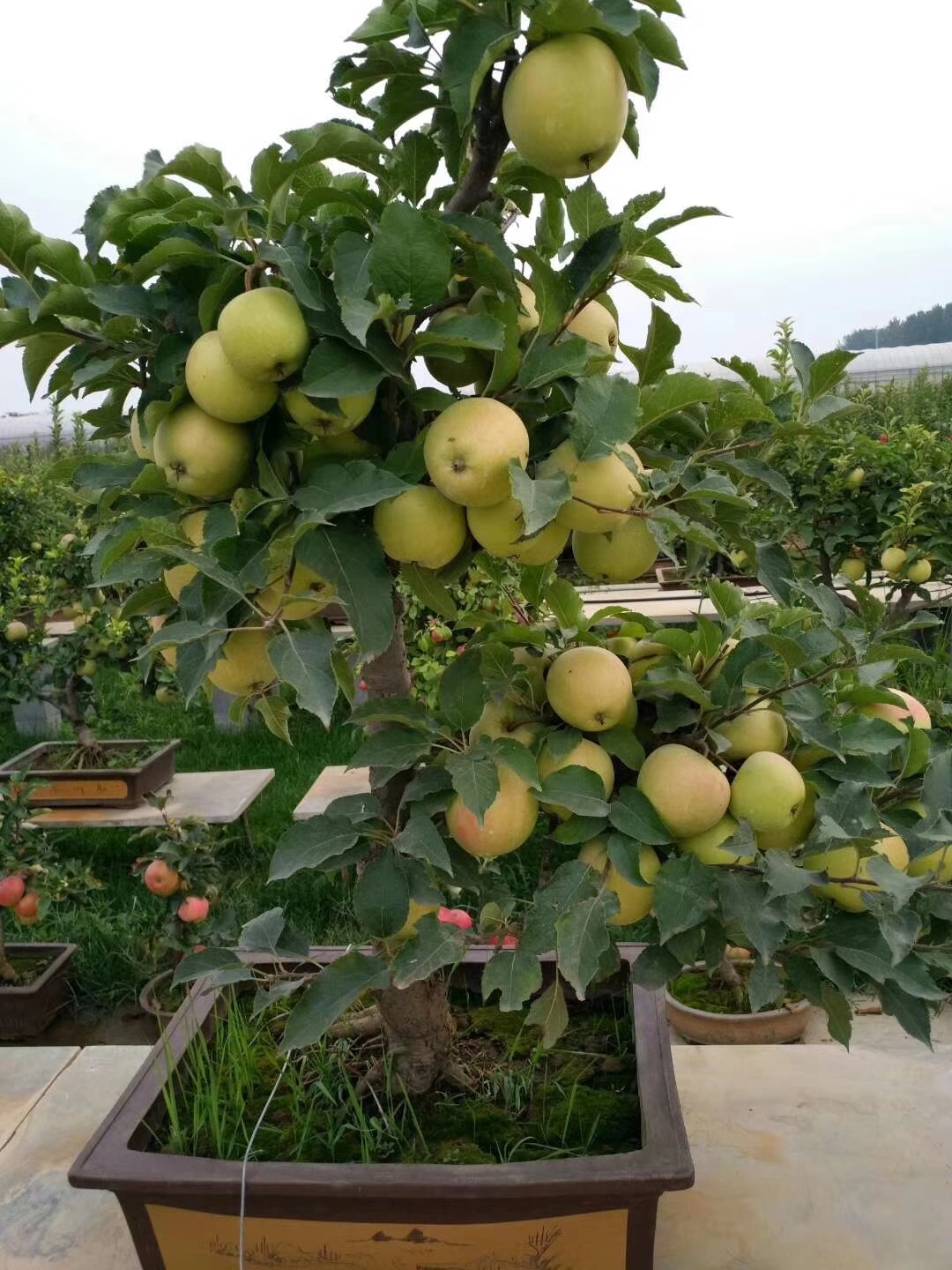 盆栽苹果批发 盆栽苹果价格 盆栽苹果产地直销 果树盆景 矮化苹果盆景 盆栽果树发源地图片