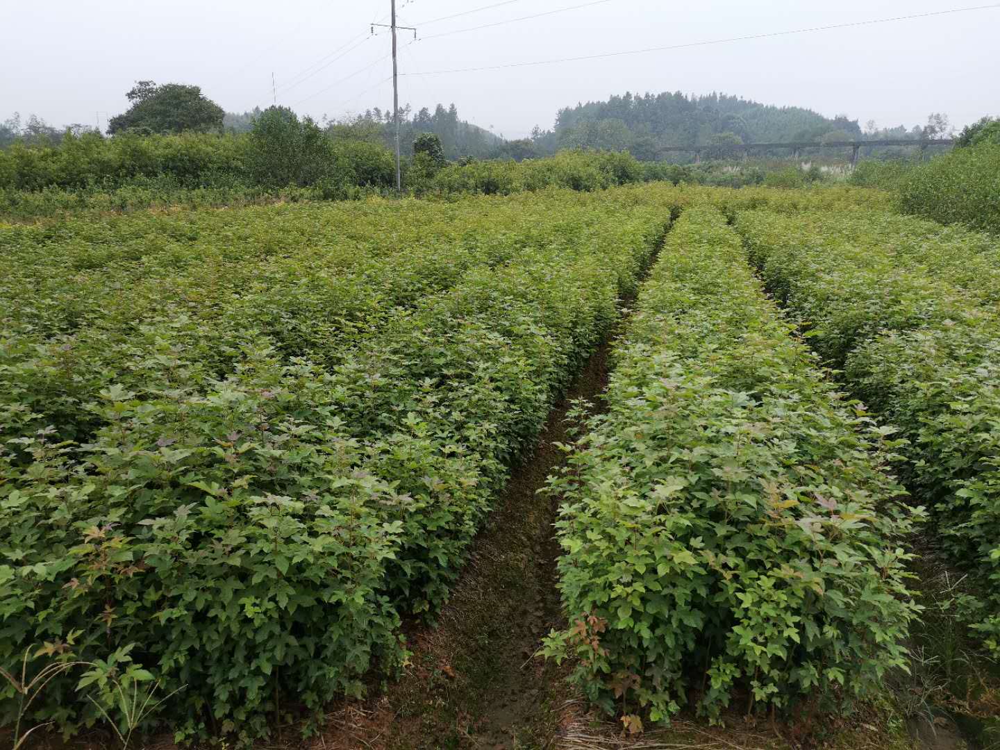 木荷杯苗图片