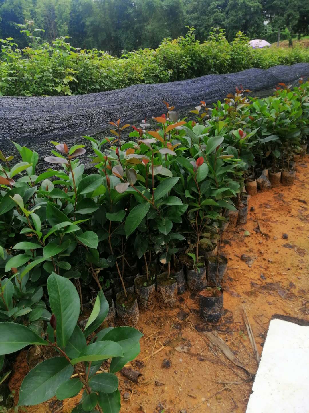 白花油茶 油茶种子大果红花油茶种子白花油茶 油茶种子大果红花油茶种种植