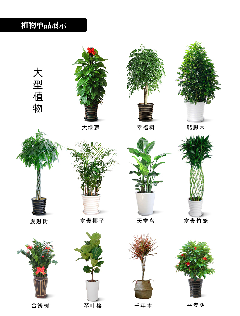 深圳写字楼绿植租赁酒店绿植租摆室内绿植养护 服务 发财树 盆栽