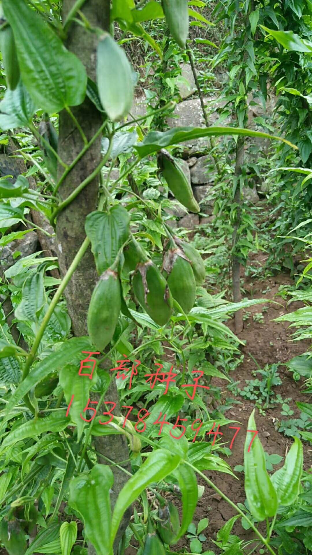 药材种子种苗出售，药材种植 药材种子种苗出售，药材种植