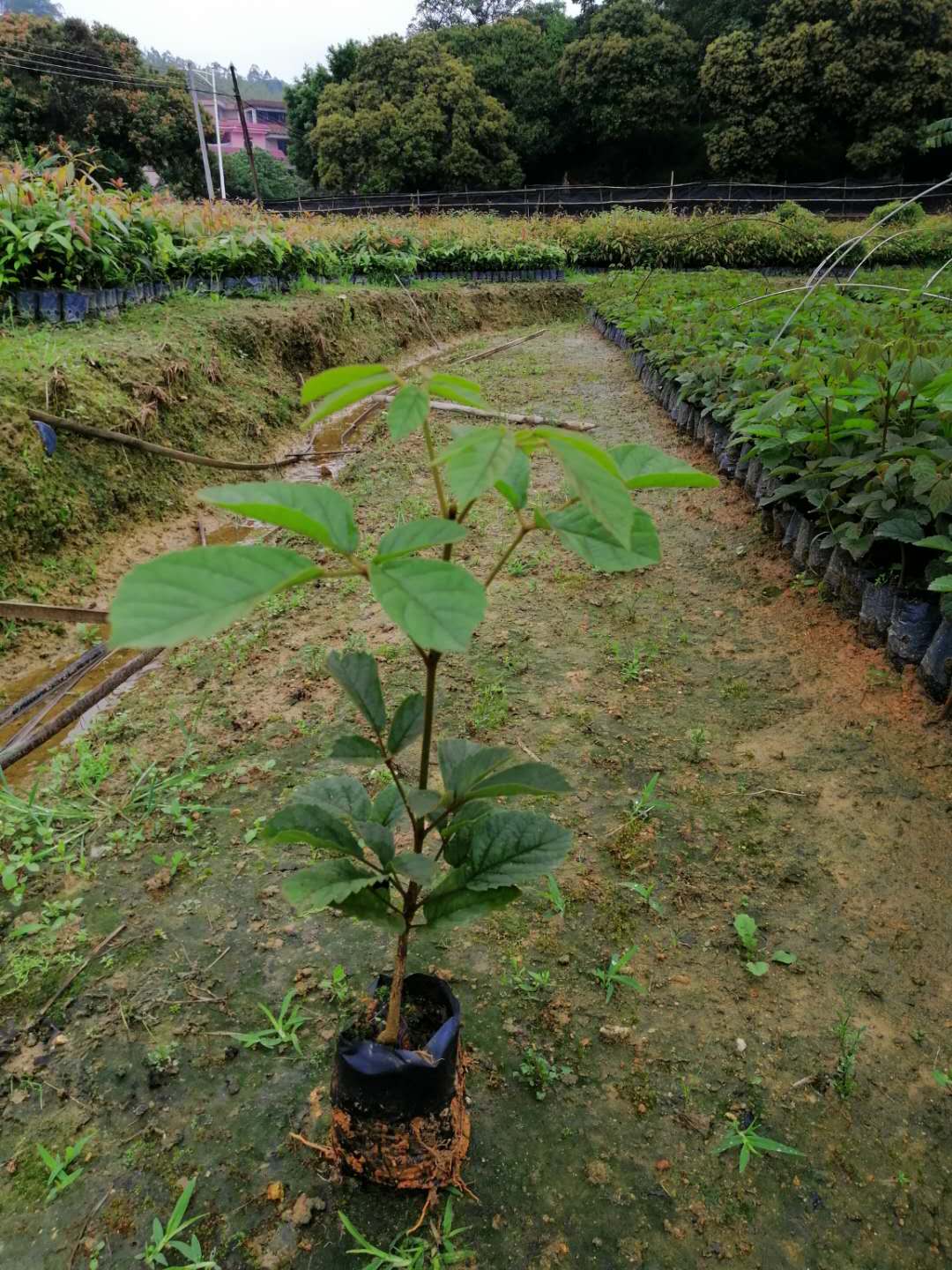 黄花梨小苗 供应绿化苗木黄花梨花 黄花梨风木铃图片