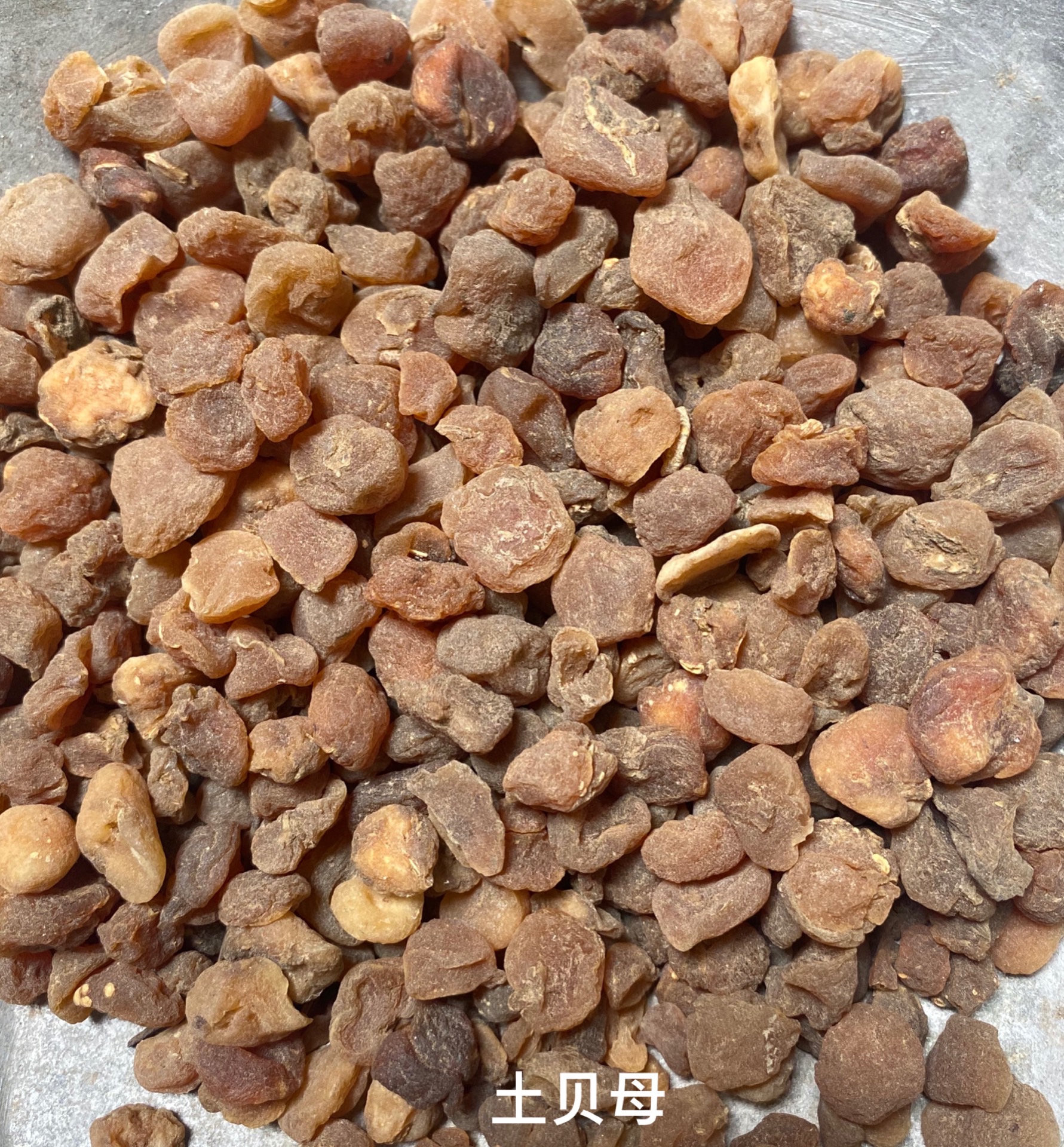 土貝母圖片/土貝母樣板圖 (1)