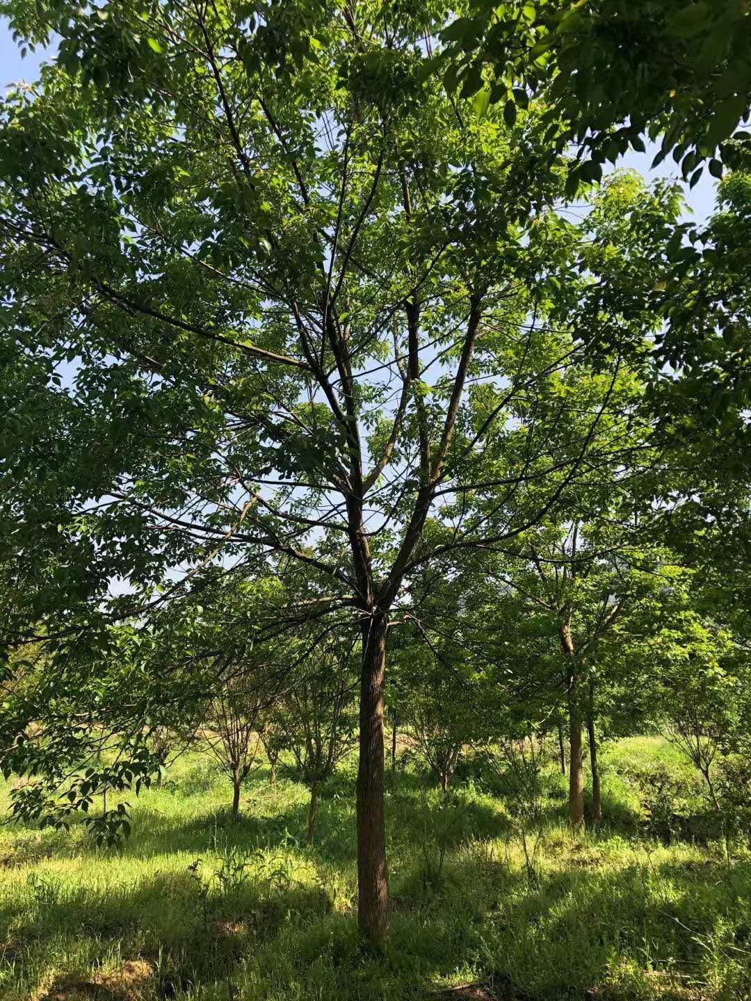 重阳木种植基地价格批发图片