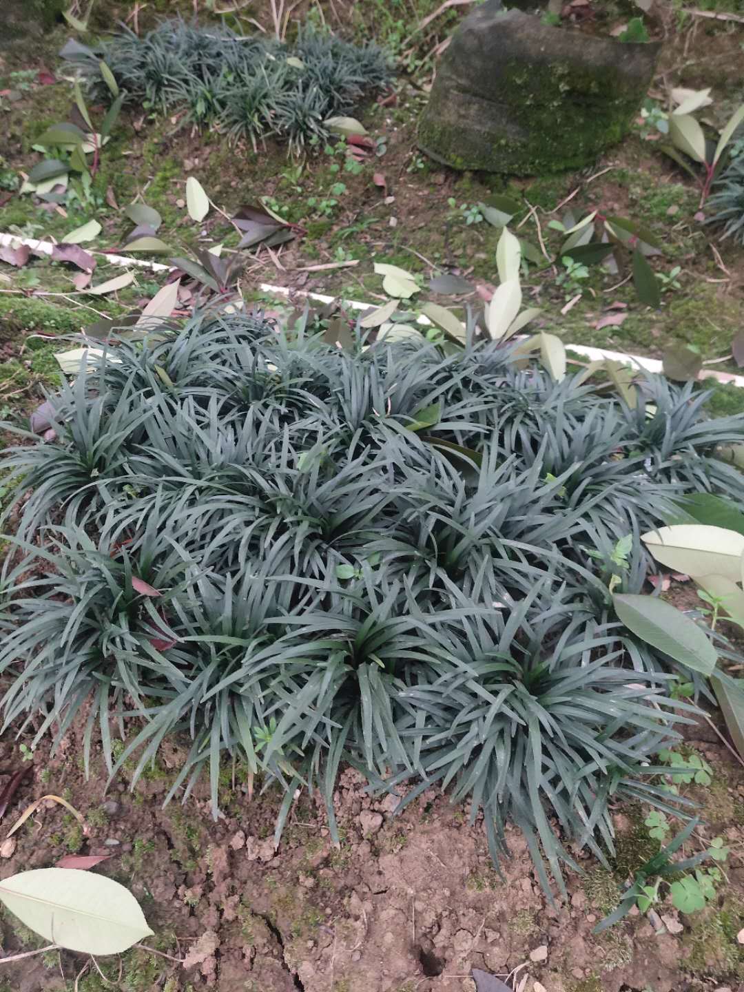 柳州市批发遇龙草(矮麦冬草)价格 种植基地 哪家便宜图片