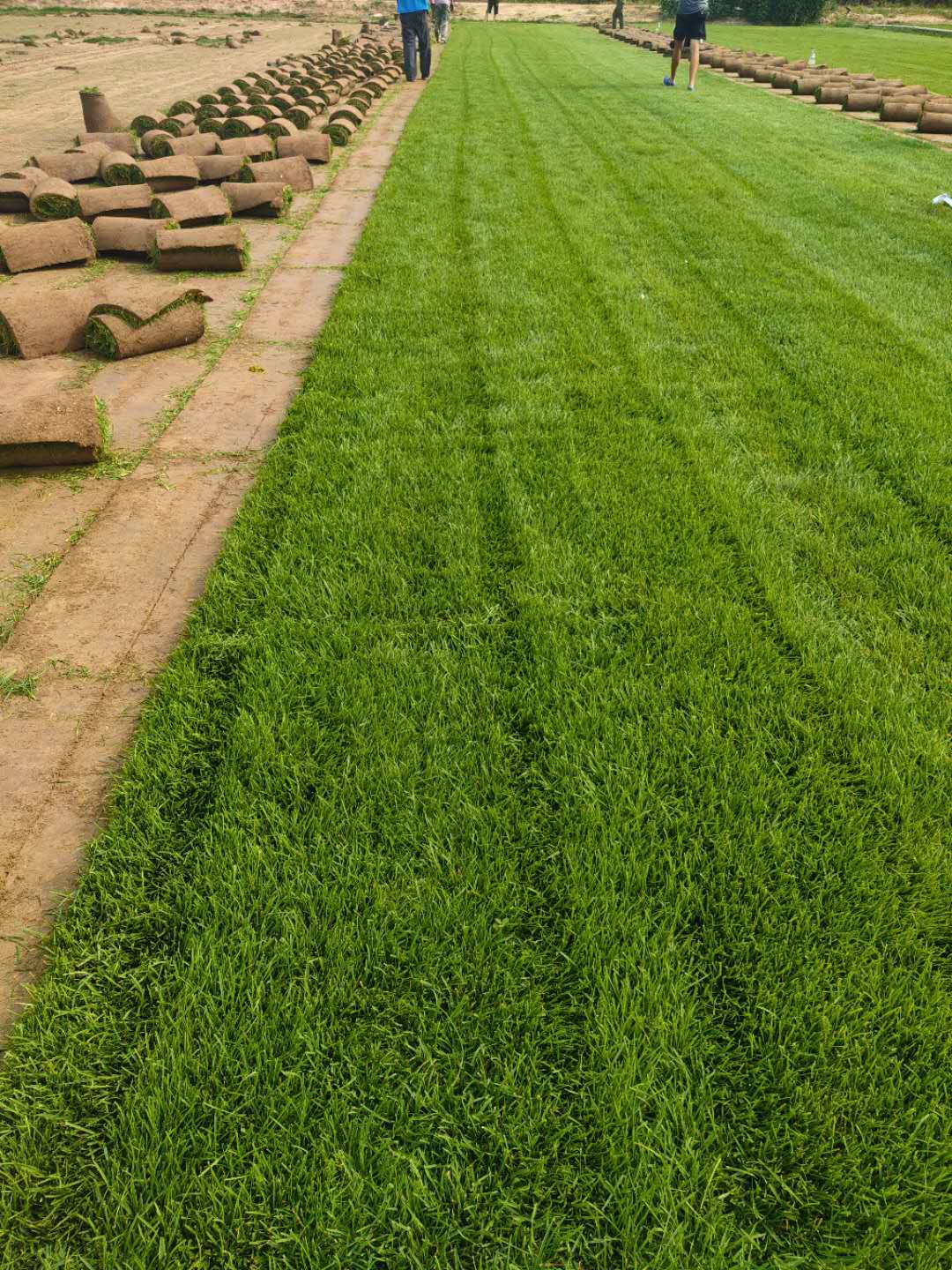 河北高羊茅草坪基地 河北早熟禾草坪  石家庄早熟禾草坪  石家庄草坪基地  石家庄绿化草坪基地图片