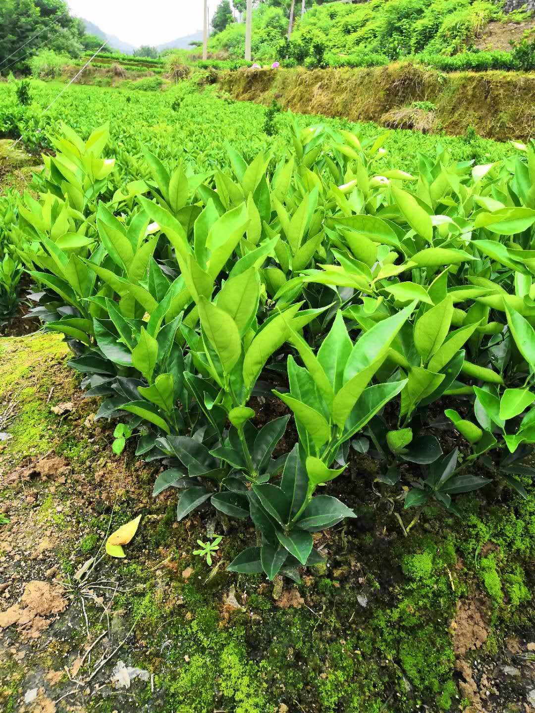 秀山县杨龙海苗圃种植场