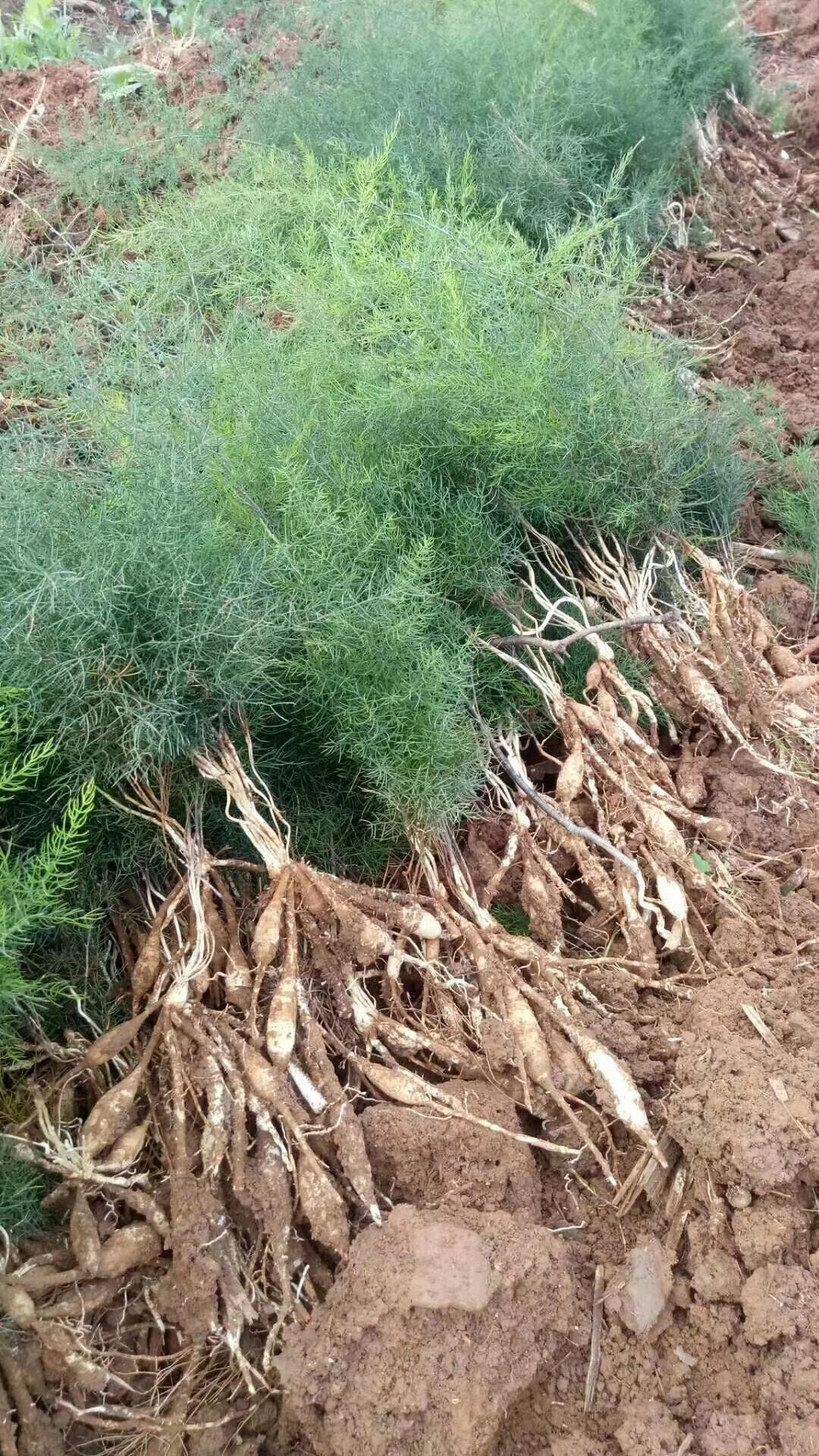 天冬种苗出售天冬种植基地出售 中药材种苗出售中药材种植基地出售