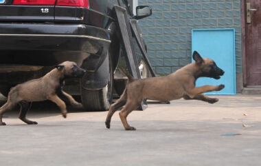 大理马犬大理狗场常年卖纯种马犬幼犬图片