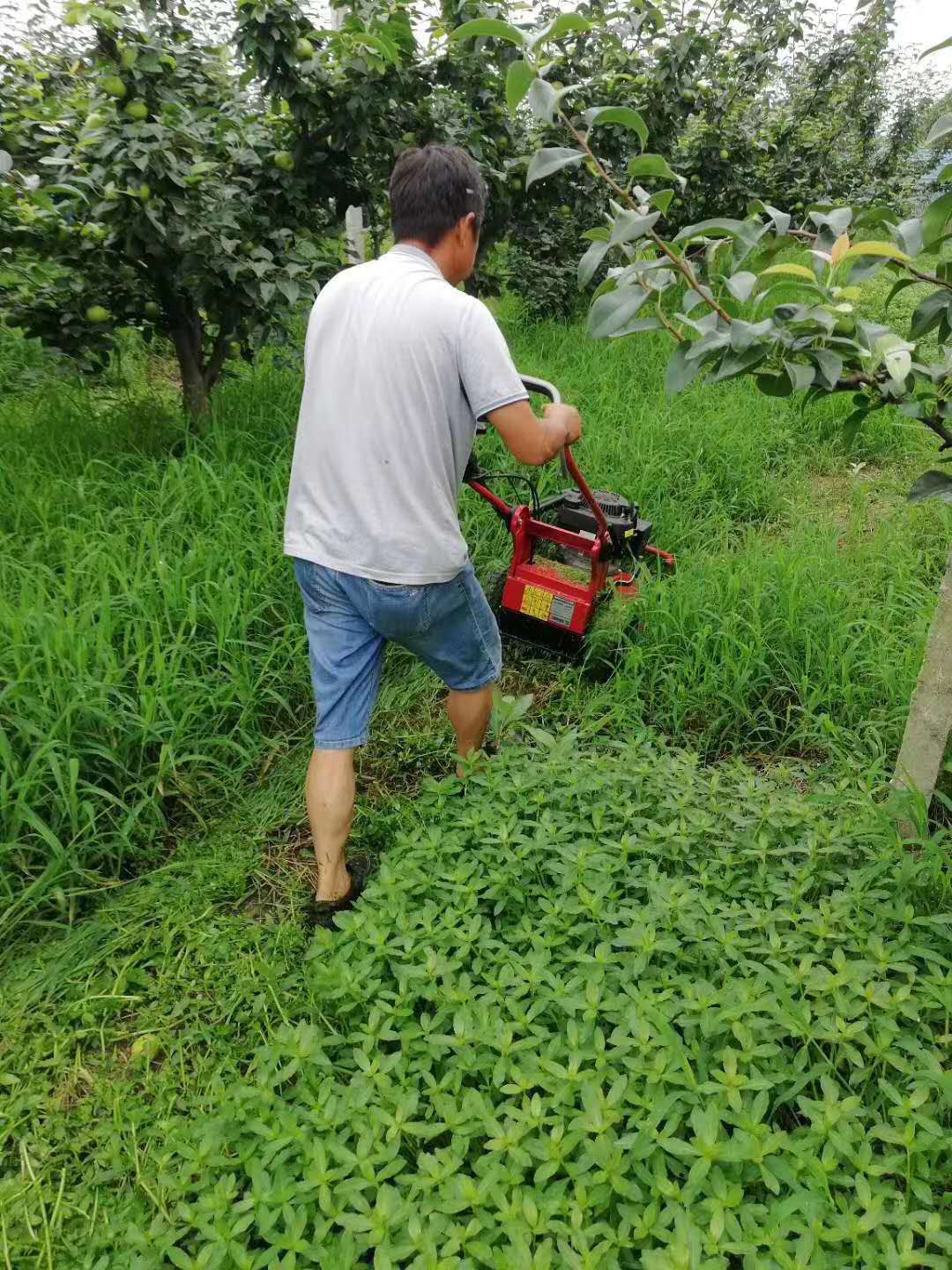 打草机 上海生产打草机厂家 厂家批发价格 湖北打草机生产制造 厂家现货 打草机厂家报价图片