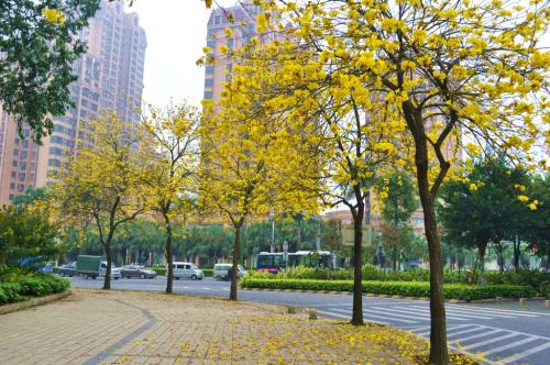 漳州市福建漳州风铃木基地厂家福建漳州风铃木基地-福建漳州马口风铃木批发价格