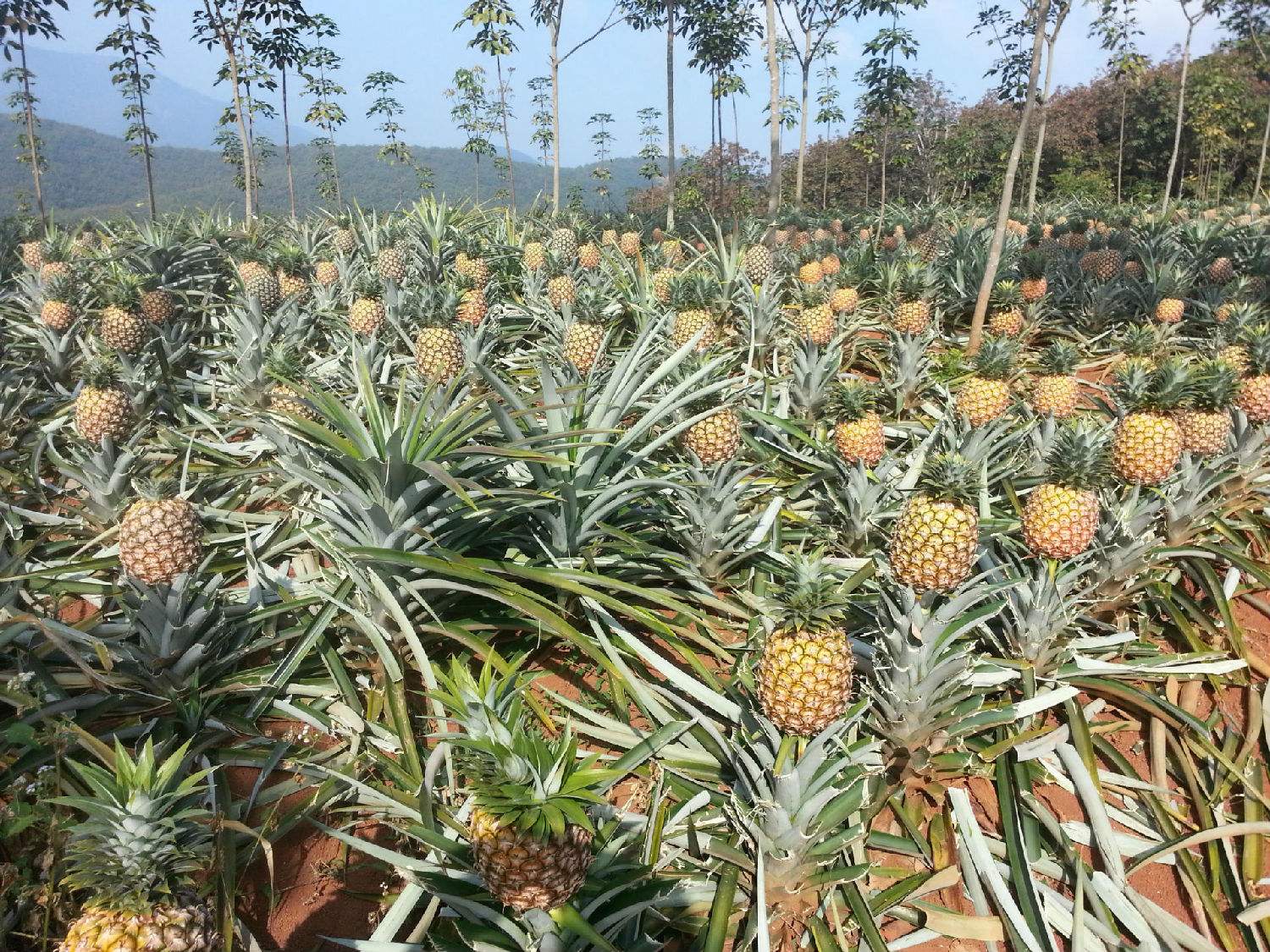 广东菠萝苗种植园供应批发报价联系方式图片