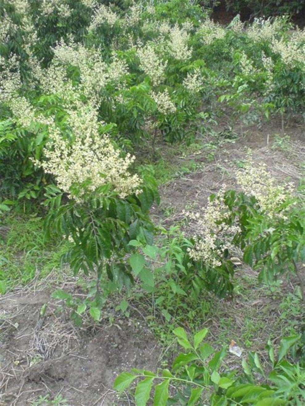 茂名市广东茂名黄皮苗批发价格厂家广东茂名黄皮苗批发价格、基地直销、多少钱一棵【高州市茂北果苗合作社】