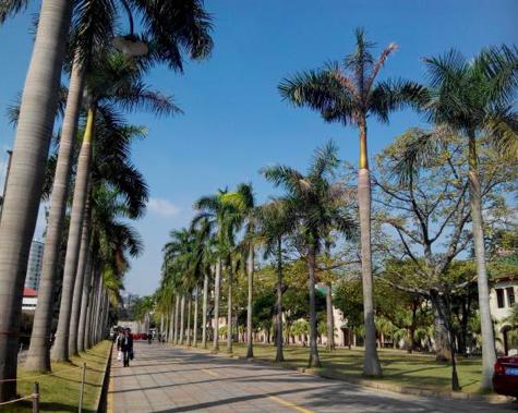 福建漳州大王椰子基地-福建漳州马口大王椰子批发价格图片