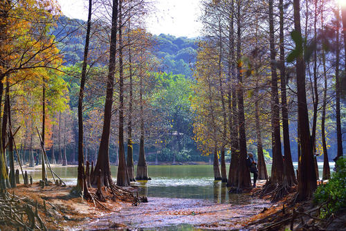 江门水杉种植基地_水杉价格_水杉销售电话 水杉 水杉多少钱图片