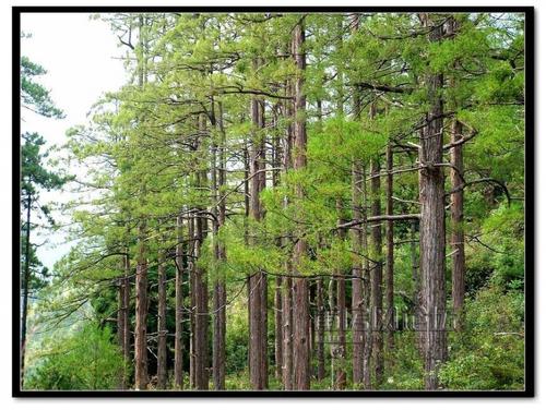 江门水杉种植基地_水杉价格_水杉销售电话_水杉哪里便宜图片