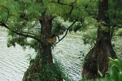 江门水杉种植基地_水杉价格_水杉销售电话 水杉图片