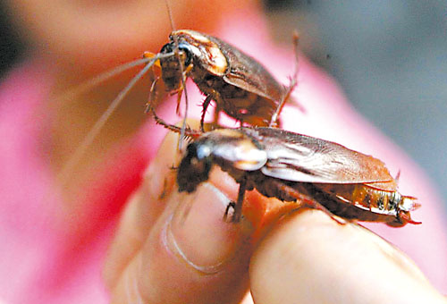 滅鼠消殺圖片/滅鼠消殺樣板圖 (4)