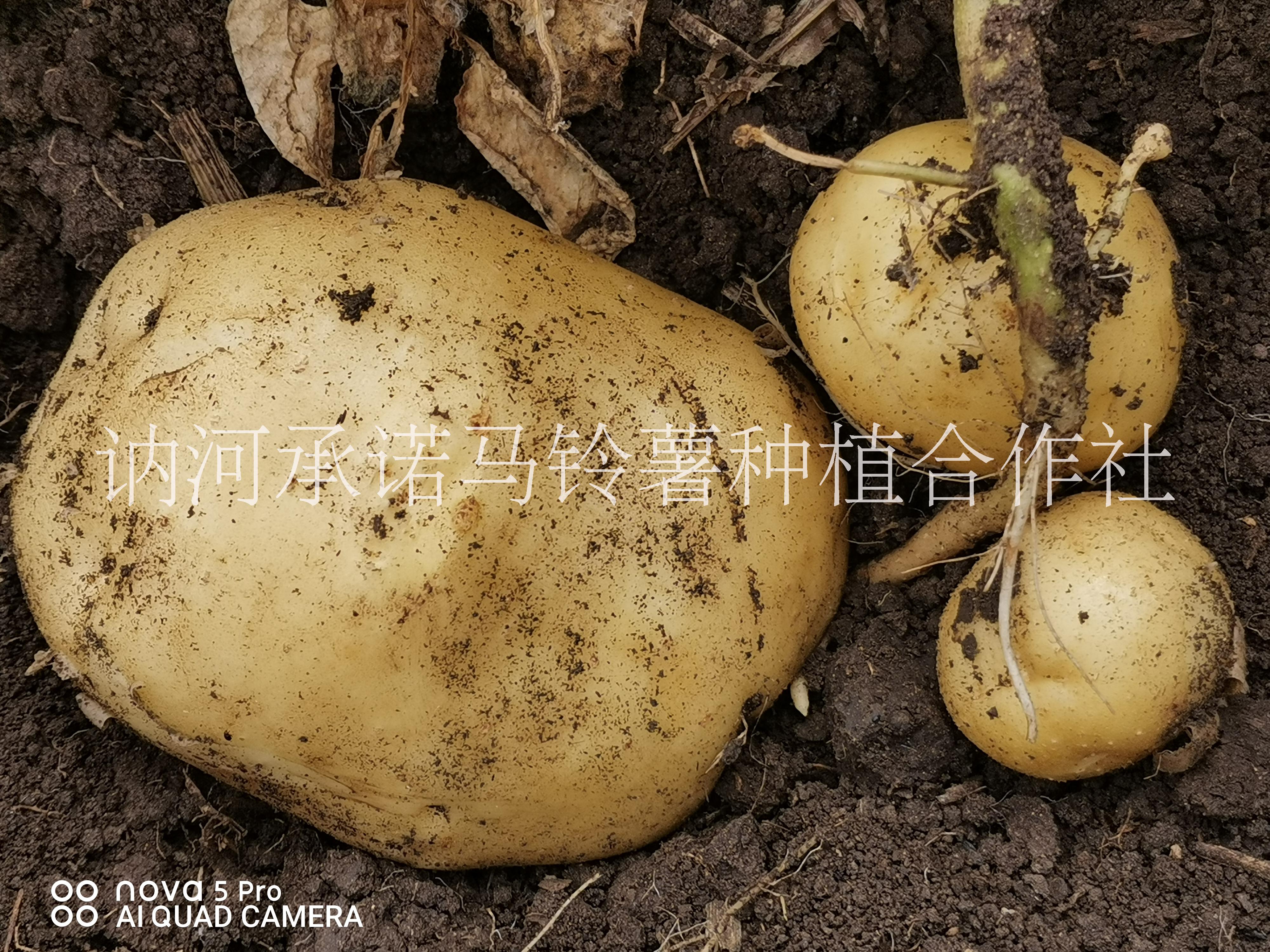 馬鈴薯代收?qǐng)D片/馬鈴薯代收樣板圖 (2)
