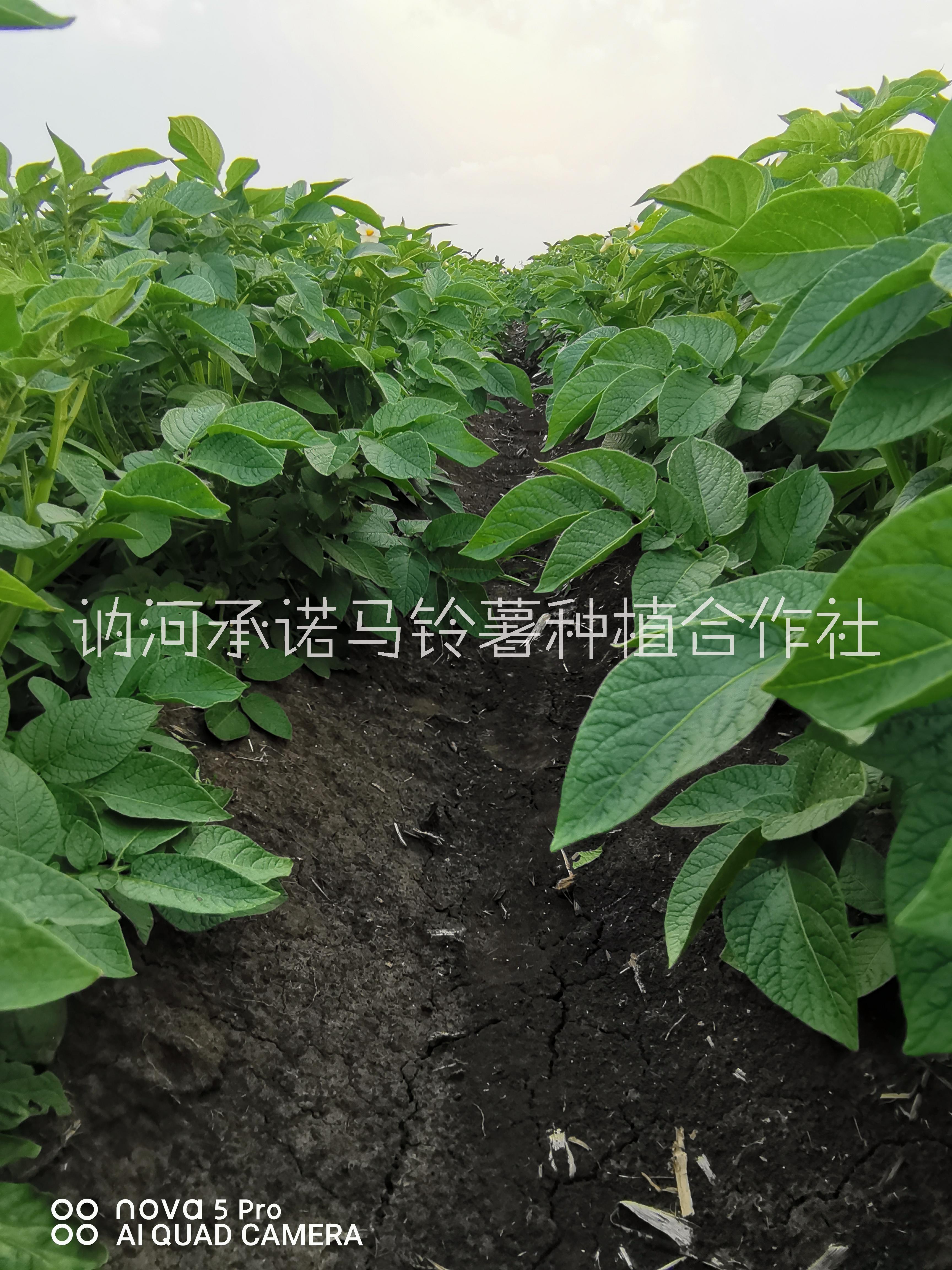 馬鈴薯代收?qǐng)D片/馬鈴薯代收樣板圖 (3)