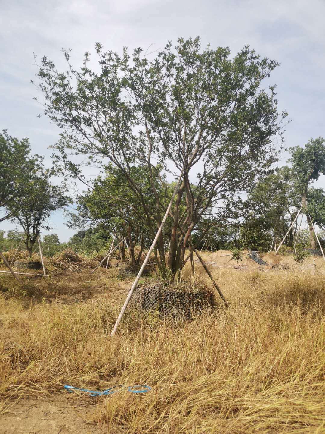 湖南益阳香缘批发、价格、批发、热线【益阳市赫山区春华种植专业合作社】图片