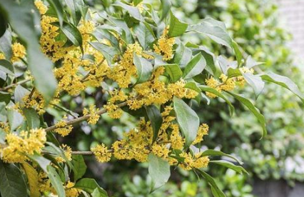 桂花桂花大量销售 桂花供应